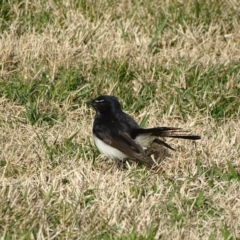 Rhipidura leucophrys (Willie Wagtail) at Lake Burley Griffin West - 20 Jun 2019 by Mike