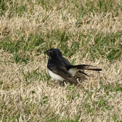 Rhipidura leucophrys (Willie Wagtail) at Yarralumla, ACT - 20 Jun 2019 by Mike