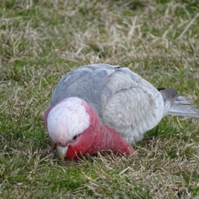 Eolophus roseicapilla (Galah) at Parkes, ACT - 20 Jun 2019 by Mike