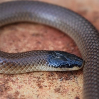 Parasuta dwyeri (Dwyer's Black-headed Snake) at Bonner, ACT - 28 Mar 2018 by CanberraSnakeRescue