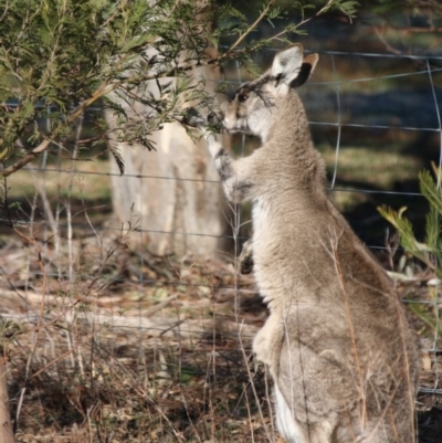 Macropus giganteus (Eastern Grey Kangaroo) at Red Hill to Yarralumla Creek - 20 Jun 2019 by LisaH