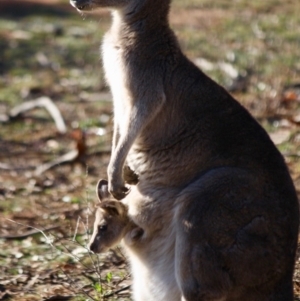 Macropus giganteus at Hughes, ACT - 20 Jun 2019