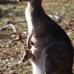 Macropus giganteus at Hughes, ACT - 20 Jun 2019