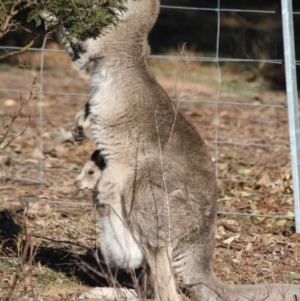 Macropus giganteus at Hughes, ACT - 20 Jun 2019