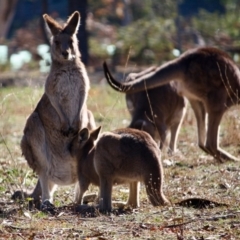 Macropus giganteus at Hughes, ACT - 20 Jun 2019