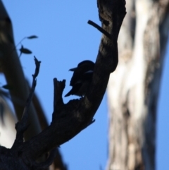 Cracticus torquatus (Grey Butcherbird) at Red Hill Nature Reserve - 20 Jun 2019 by LisaH