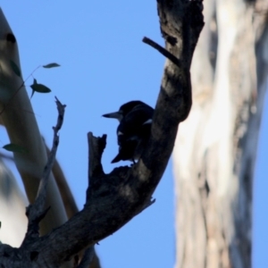 Cracticus torquatus at Hughes, ACT - 20 Jun 2019