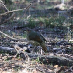 Ptilonorhynchus violaceus (Satin Bowerbird) at Red Hill Nature Reserve - 20 Jun 2019 by LisaH