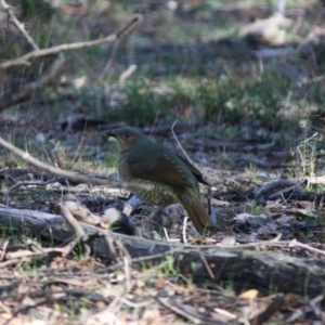 Ptilonorhynchus violaceus at Deakin, ACT - 20 Jun 2019