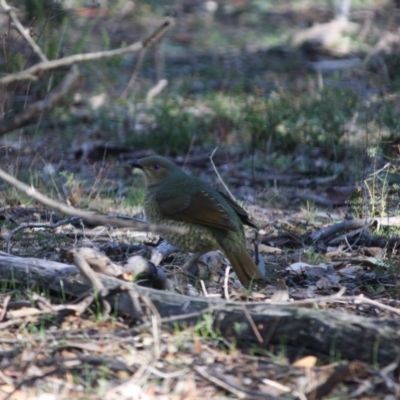 Ptilonorhynchus violaceus (Satin Bowerbird) at Deakin, ACT - 20 Jun 2019 by LisaH