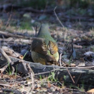 Ptilonorhynchus violaceus at Deakin, ACT - 20 Jun 2019 12:04 PM