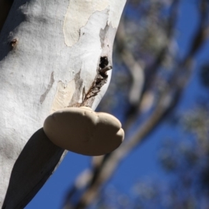 Laetiporus portentosus at Hughes, ACT - 20 Jun 2019