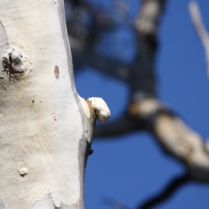 Laetiporus portentosus at Hughes, ACT - 20 Jun 2019