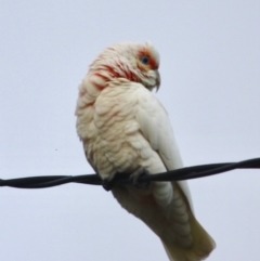 Cacatua tenuirostris (Long-billed Corella) at Hughes, ACT - 16 Jun 2019 by LisaH