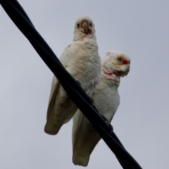 Cacatua tenuirostris at Hughes, ACT - 16 Jun 2019 06:15 PM