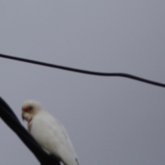 Cacatua tenuirostris at Hughes, ACT - 16 Jun 2019 06:15 PM