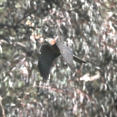 Accipiter cirrocephalus (Collared Sparrowhawk) at Mount Ainslie - 8 Jun 2019 by jb2602