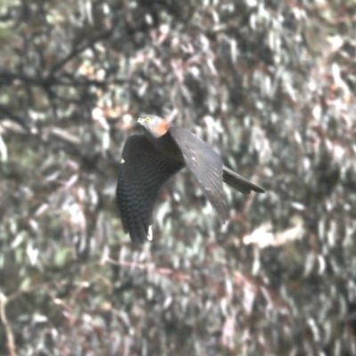 Tachyspiza cirrocephala (Collared Sparrowhawk) at Hackett, ACT - 8 Jun 2019 by jb2602
