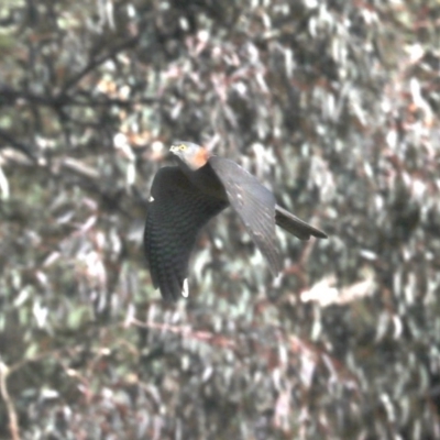 Accipiter cirrocephalus (Collared Sparrowhawk) at Mount Ainslie - 8 Jun 2019 by jb2602