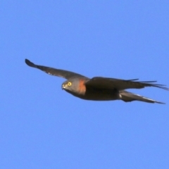 Tachyspiza cirrocephala at Hackett, ACT - 8 Jun 2019