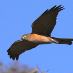 Tachyspiza cirrocephala at Hackett, ACT - 8 Jun 2019