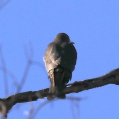 Tachyspiza cirrocephala at Hackett, ACT - 8 Jun 2019