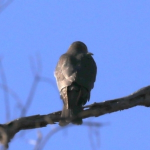 Tachyspiza cirrocephala at Hackett, ACT - 8 Jun 2019