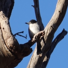 Cracticus torquatus (Grey Butcherbird) at Red Hill Nature Reserve - 22 Jun 2019 by JackyF