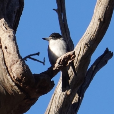 Cracticus torquatus (Grey Butcherbird) at Hughes, ACT - 22 Jun 2019 by JackyF