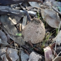 Lepiota s.l. at Deakin, ACT - 21 Jun 2019 by JackyF