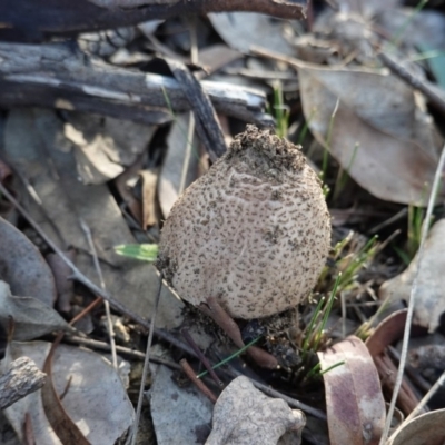 Lepiota s.l. at Red Hill Nature Reserve - 21 Jun 2019 by JackyF