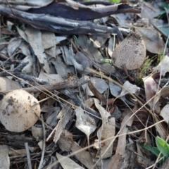 Lepiota s.l. at Deakin, ACT - 21 Jun 2019 03:37 PM