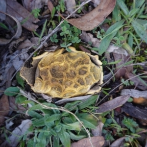 Scleroderma sp. at Deakin, ACT - 21 Jun 2019 03:40 PM