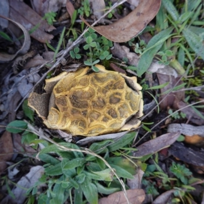 Scleroderma sp. (Scleroderma) at Deakin, ACT - 21 Jun 2019 by JackyF