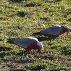 Eolophus roseicapilla (Galah) at Red Hill to Yarralumla Creek - 22 Jun 2019 by JackyF