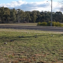 Eolophus roseicapilla at Deakin, ACT - 22 Jun 2019 03:32 PM