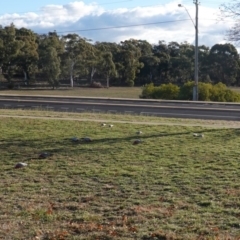 Eolophus roseicapillus at Deakin, ACT - 22 Jun 2019