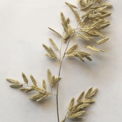 Eragrostis cilianensis (Stinkgrass) at Hughes Garran Woodland - 21 Jun 2019 by ruthkerruish