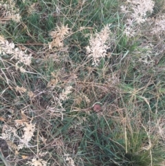 Eragrostis cilianensis at Garran, ACT - 21 Jun 2019