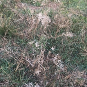 Eragrostis cilianensis at Garran, ACT - 21 Jun 2019