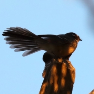 Rhipidura albiscapa at Majura, ACT - 8 Jun 2019