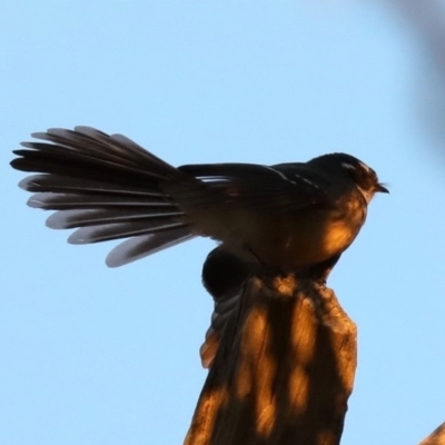 Rhipidura albiscapa (Grey Fantail) at Majura, ACT - 8 Jun 2019 by jbromilow50