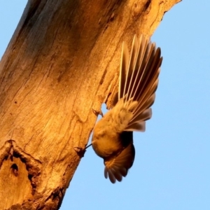 Rhipidura albiscapa at Majura, ACT - 8 Jun 2019