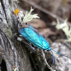 Pollanisus (genus) at Gundaroo, NSW - 12 May 2017 06:07 PM