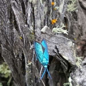 Pollanisus (genus) at Gundaroo, NSW - 12 May 2017 06:07 PM