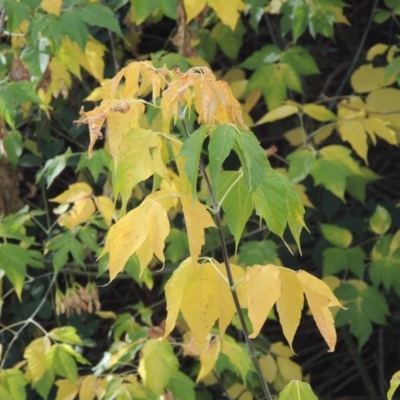 Acer negundo (Box Elder) at Gordon, ACT - 3 Apr 2019 by MichaelBedingfield