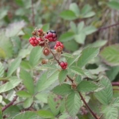 Rubus anglocandicans (Blackberry) at Gordon, ACT - 3 Apr 2019 by MichaelBedingfield