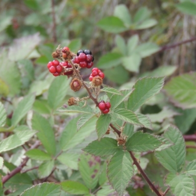 Rubus anglocandicans (Blackberry) at Gordon, ACT - 3 Apr 2019 by MichaelBedingfield