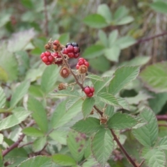 Rubus anglocandicans (Blackberry) at Gordon, ACT - 3 Apr 2019 by michaelb