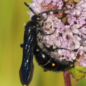 Laeviscolia frontalis at Tuggeranong DC, ACT - 3 Apr 2019